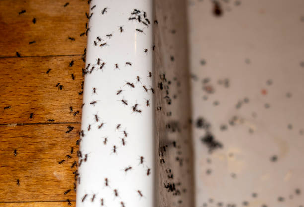 Professional Pest Control in Wrightsville, AR